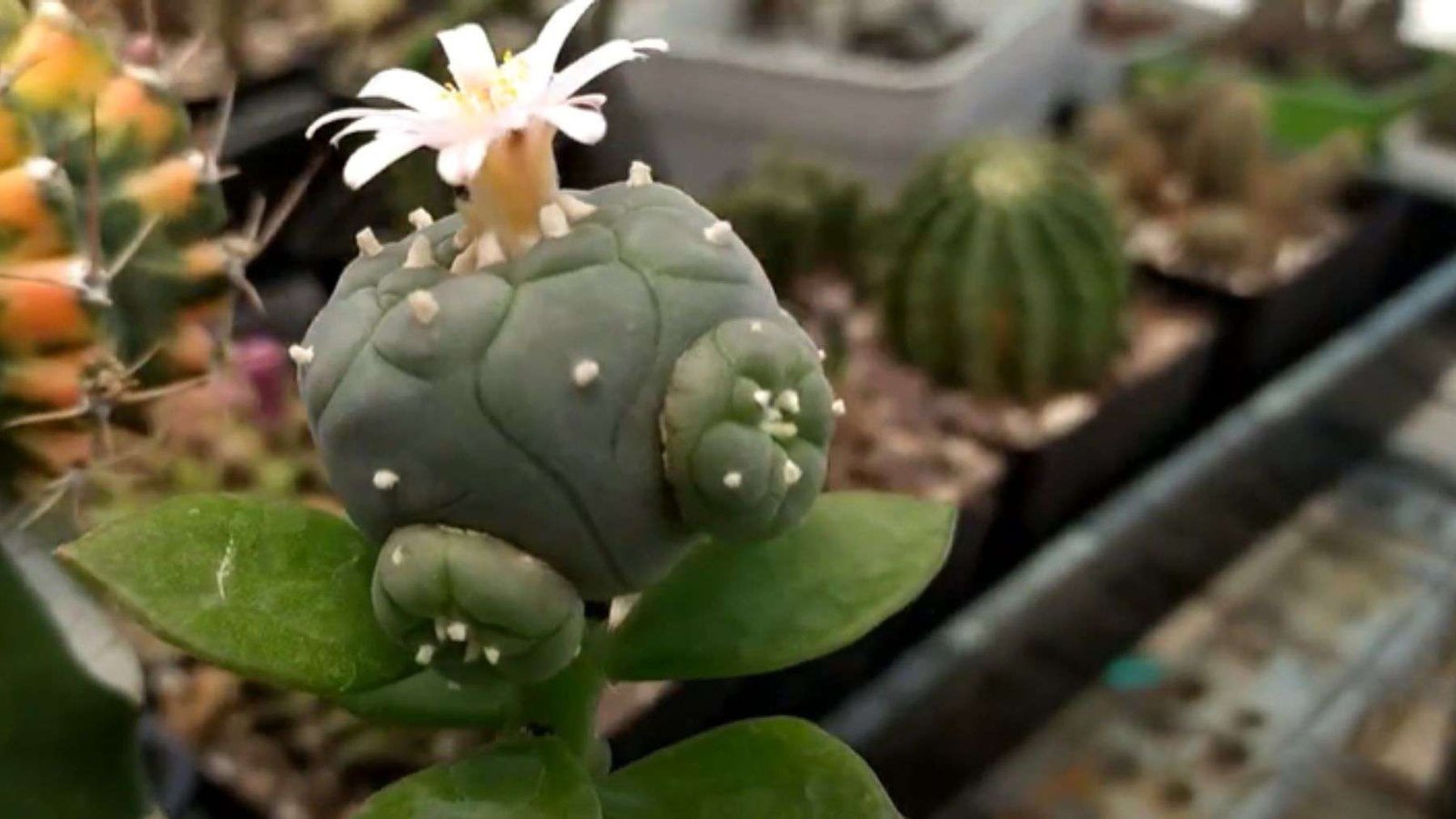 Lophophora Cactus Leaf Shape Plant America