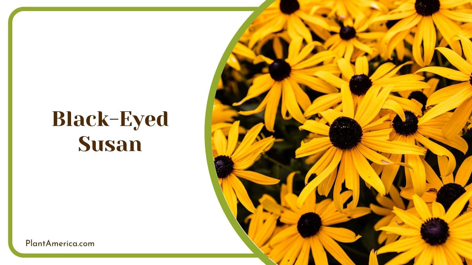 Lovely Black Eyed Susan Plant America