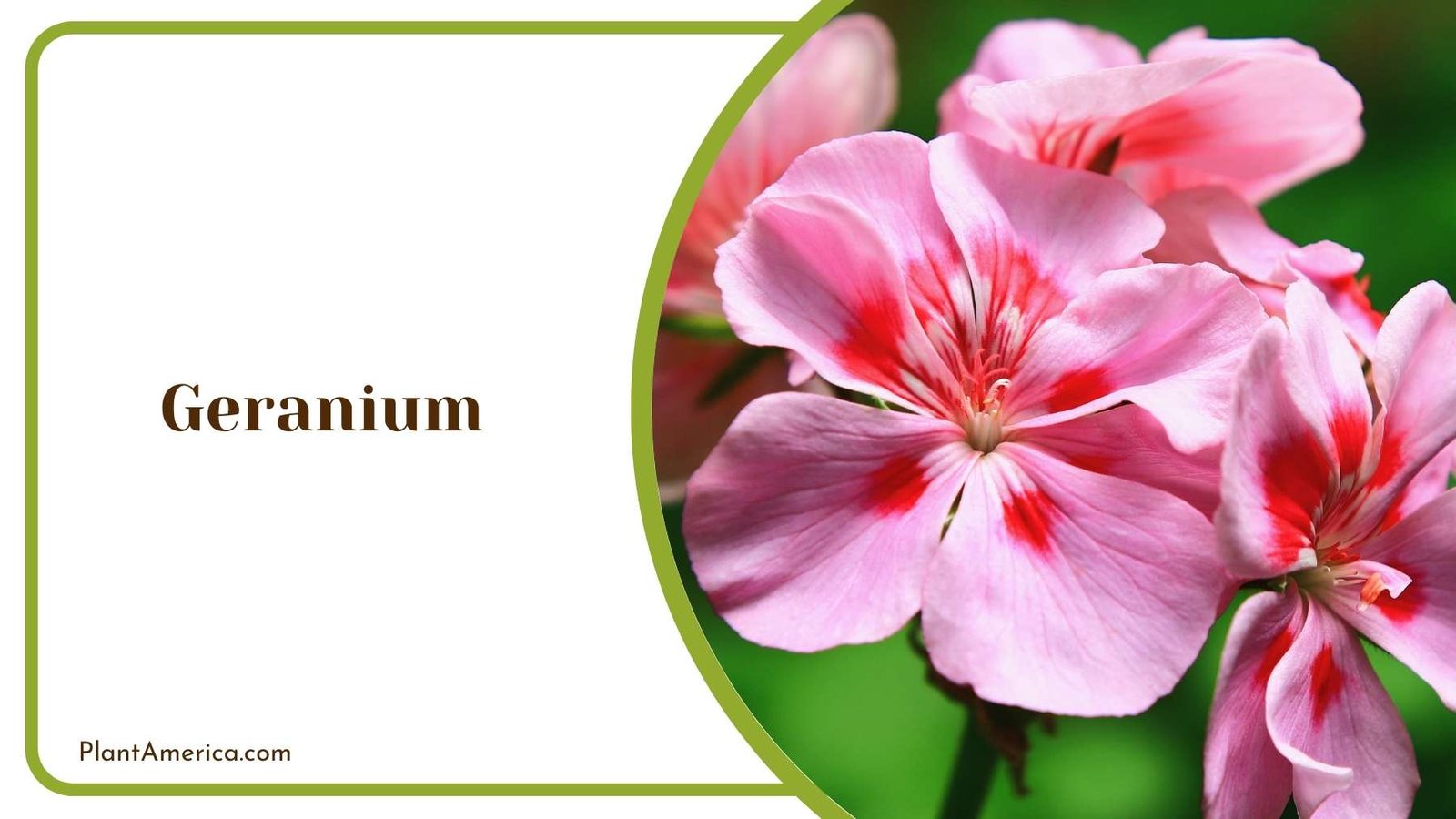 Lovely Geranium Flower Plant America