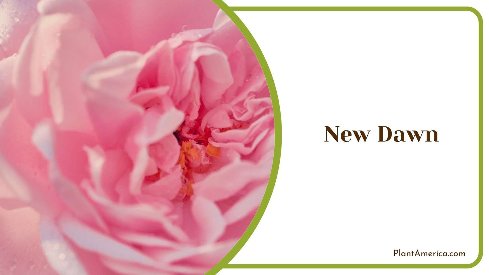 Lovely New Dawn Plant America