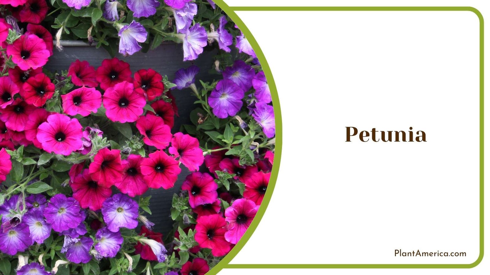 Lovely Petunia Plant America