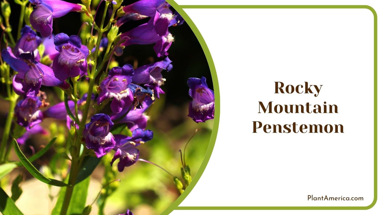 Lovely Rocky Mountain Penstemon Plant America Lovely Rocky Mountain Penstemon Plant America
