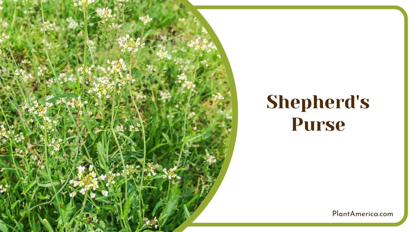 Lovely Shepherd s Purse Plant America Lovely Shepherd s Purse Plant America