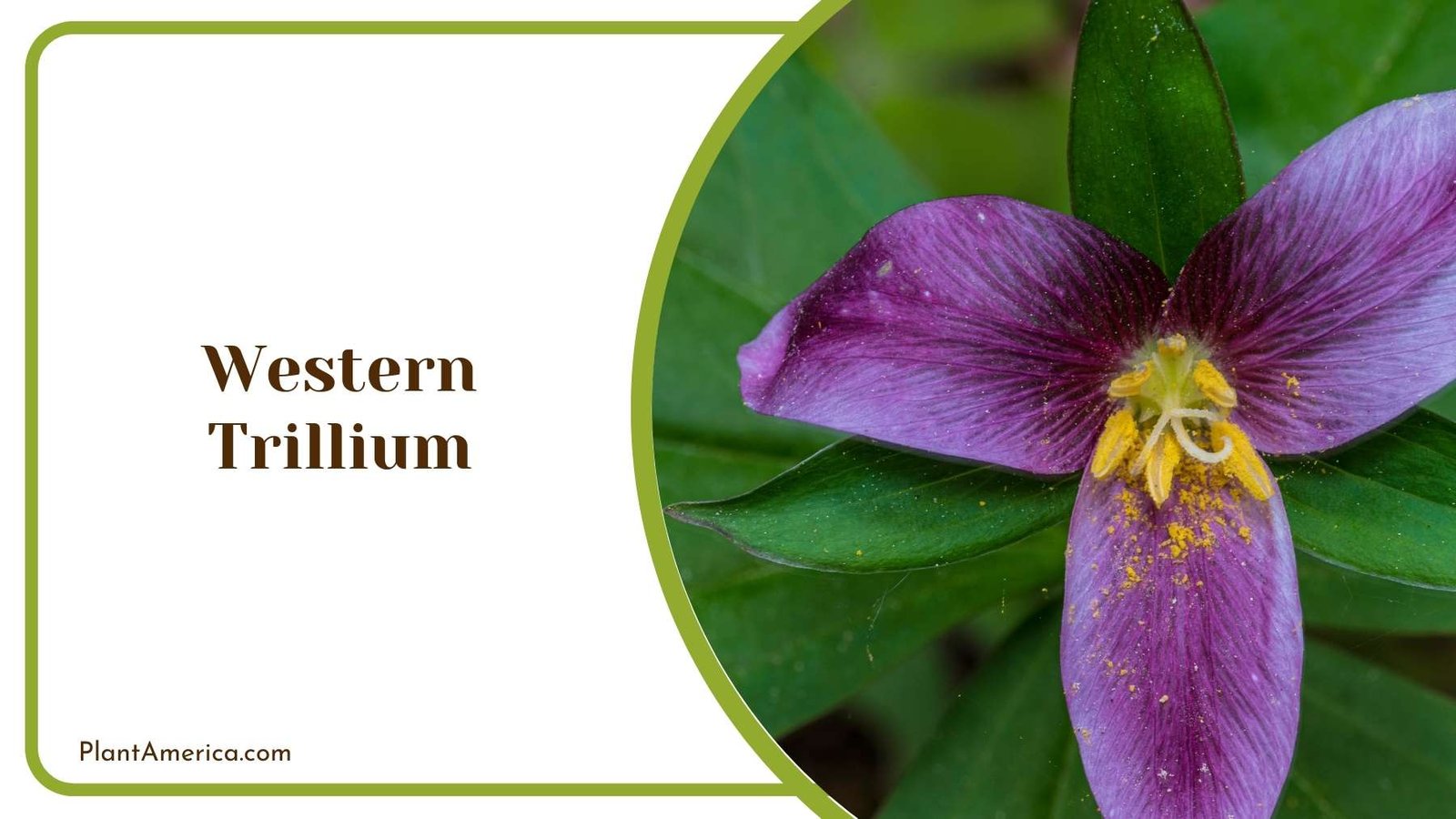 Lovely Western Trillium Plant America
