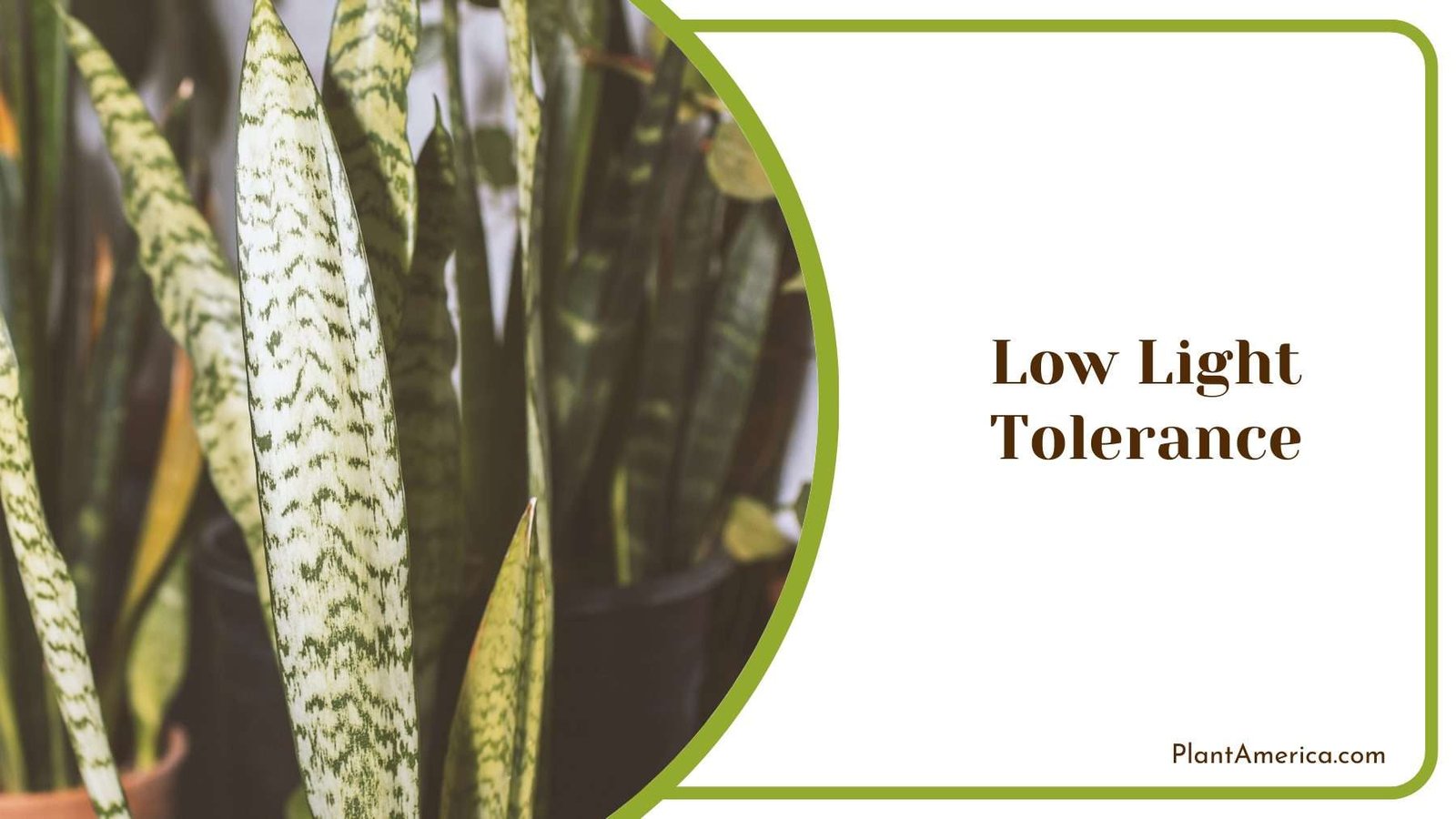 Low Light Tolerance Plant America 1
