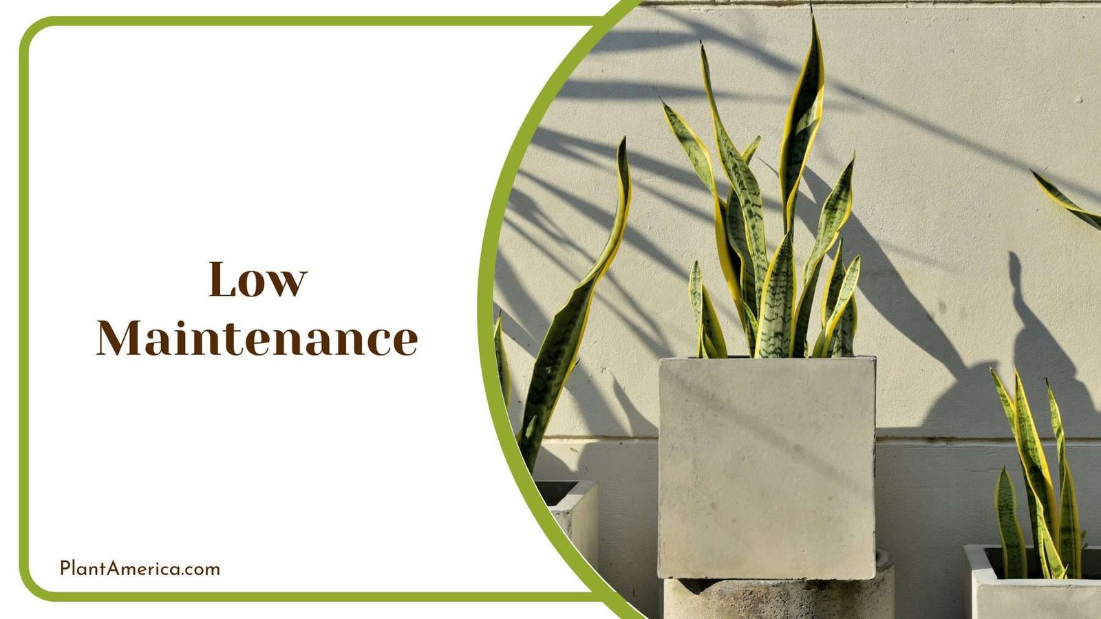 Low Maintenance Plant Plant America