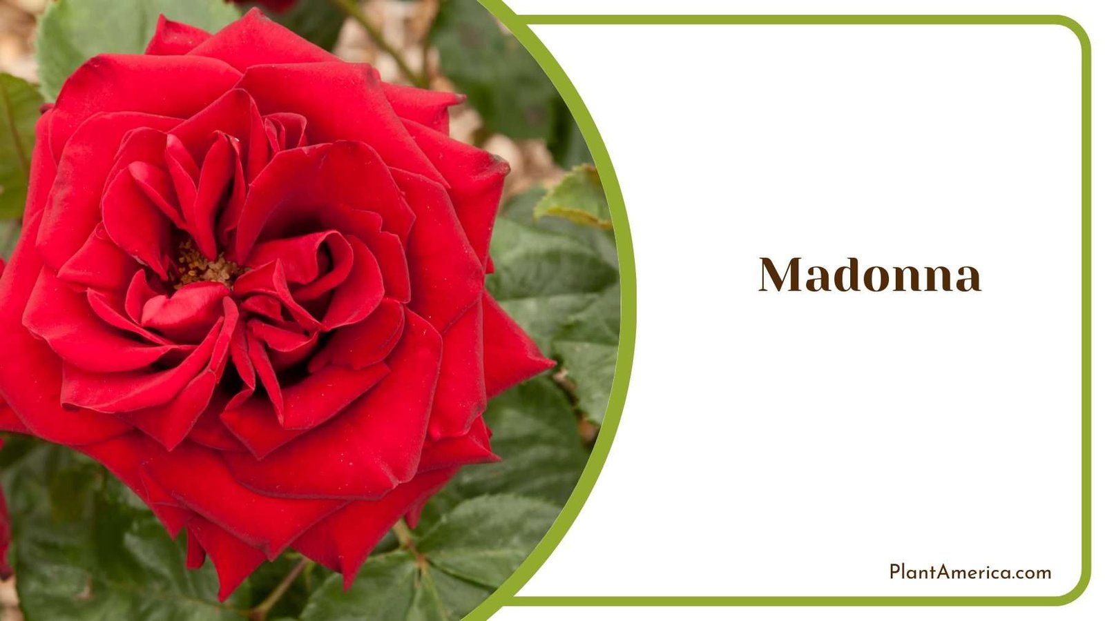 Madonna Rose in Garden Plant America