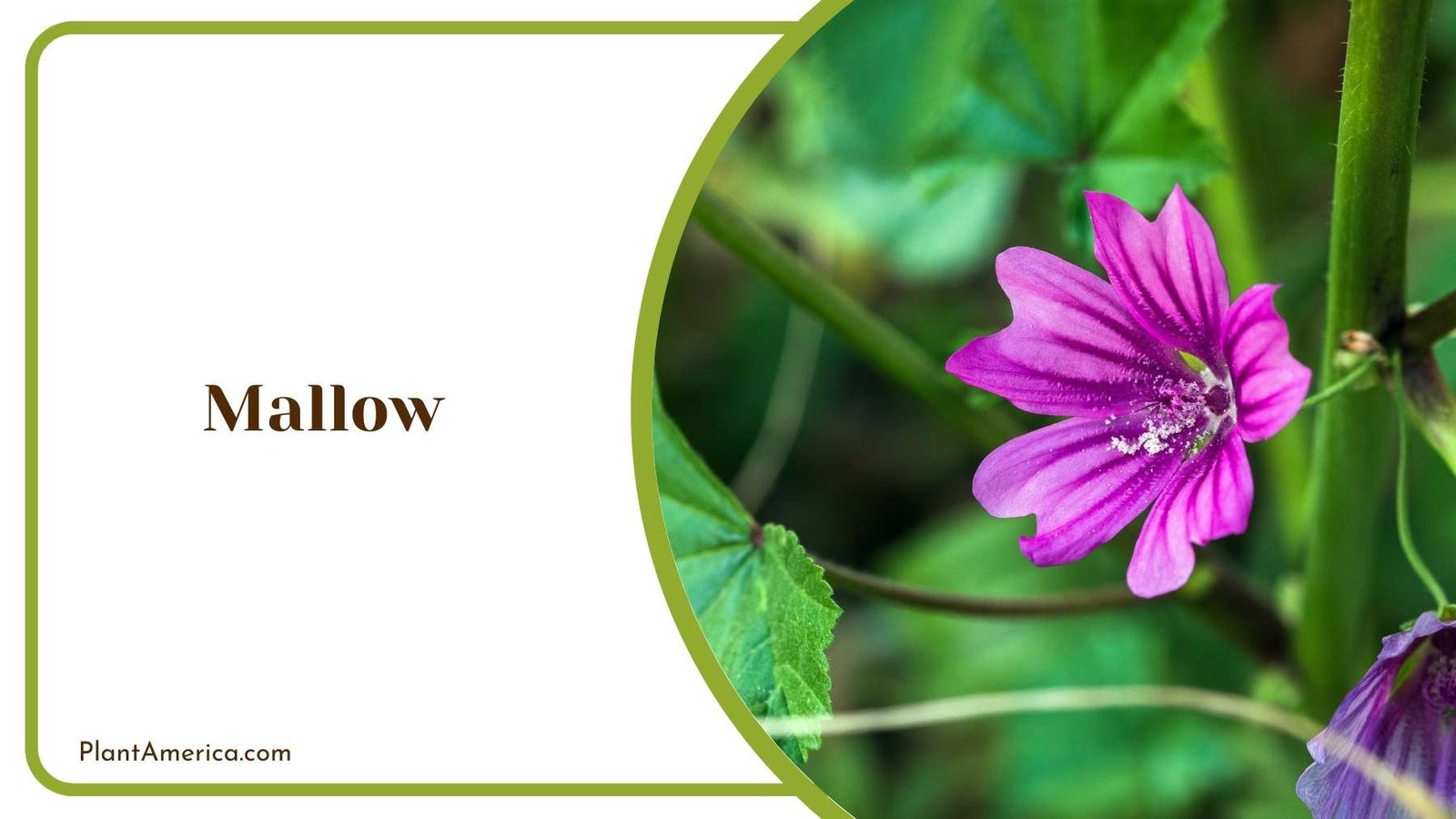 Magnificent Mallow Plant America Magnificent Mallow Plant America