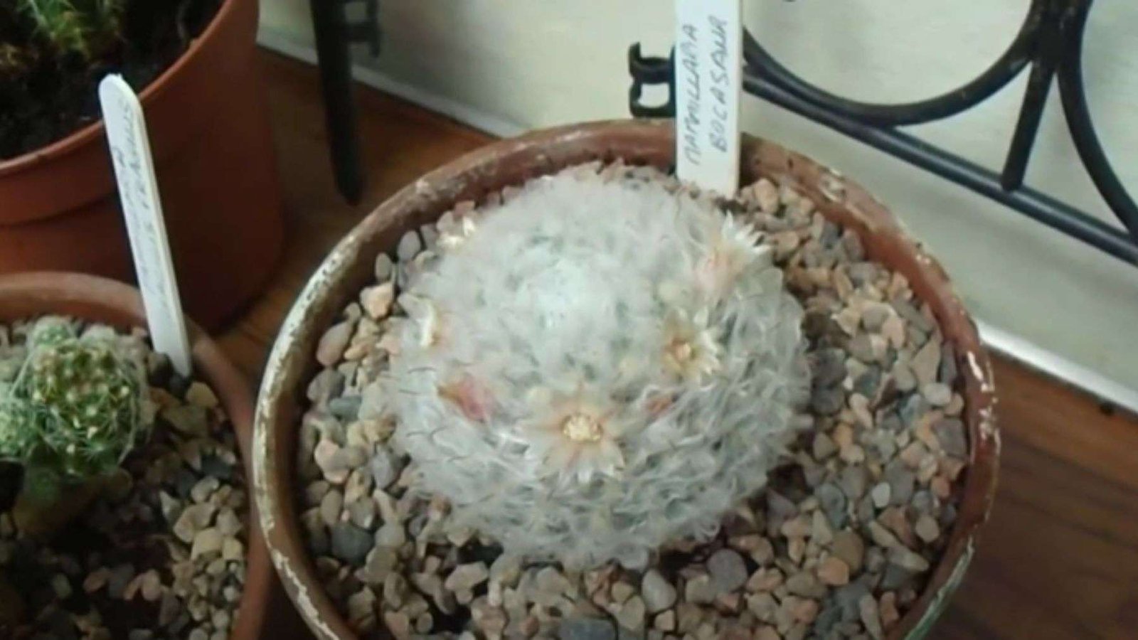 Mammillaria Cactus Growing Indoor Plant America