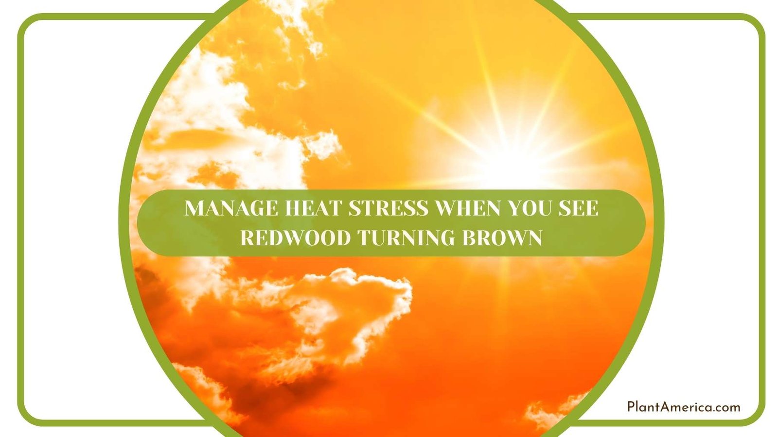 Manage Heat Stress When You See Redwood Turning Brown Plant America Manage Heat Stress When You See Redwood Turning Brown Plant America