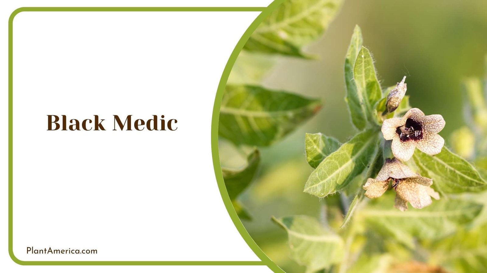 Marvelous Black Medic Bloom Plant America Marvelous Black Medic Bloom Plant America