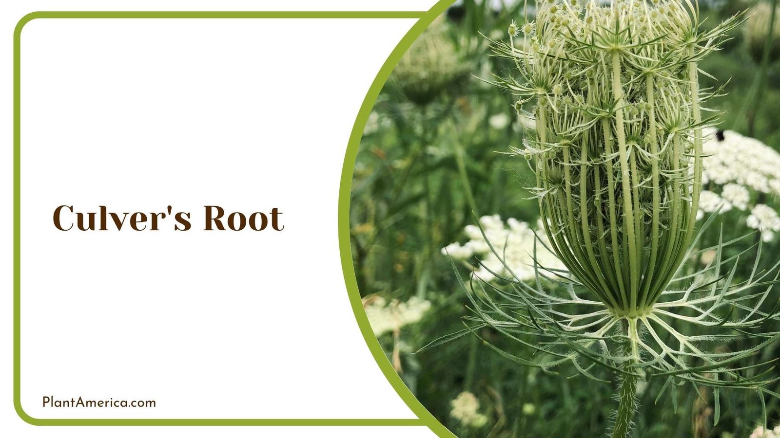Marvelous Culver s Root Plant America