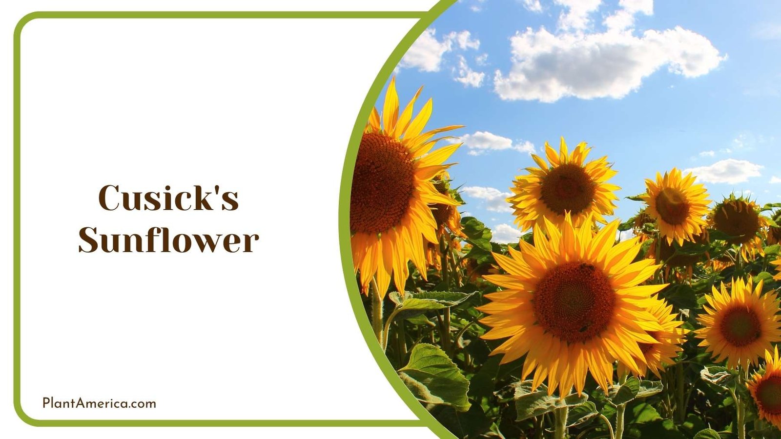Marvelous Cusick s Sunflower Plant America