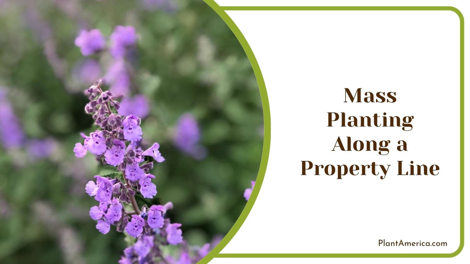Mass Planting Along a Property Line Plant America