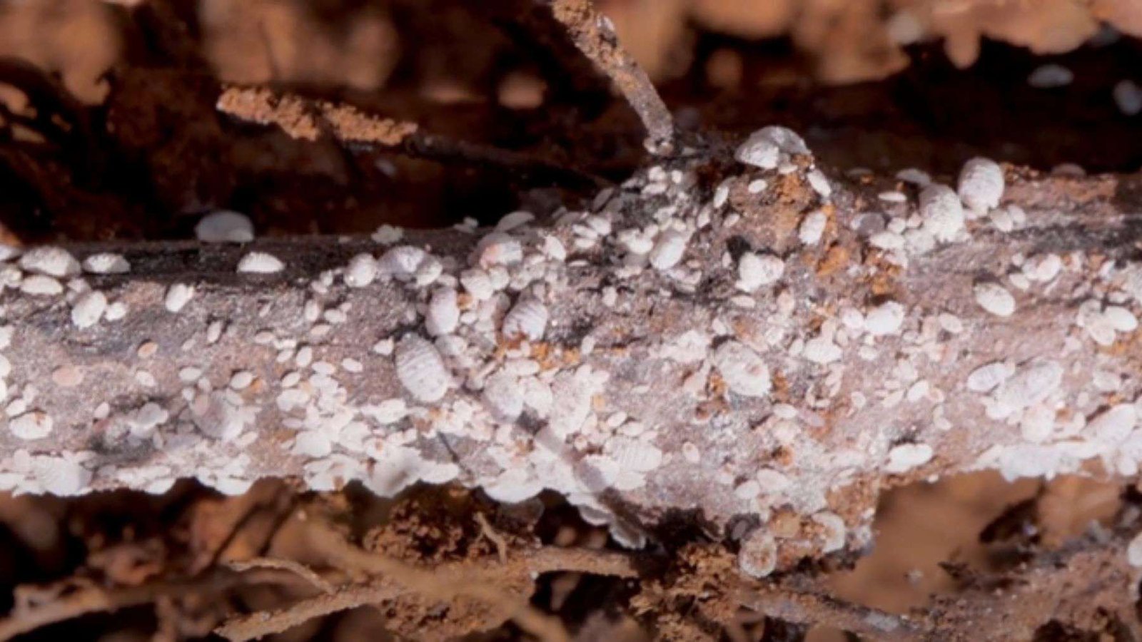 Mealybugs Effect on Citrus PlantAmerica