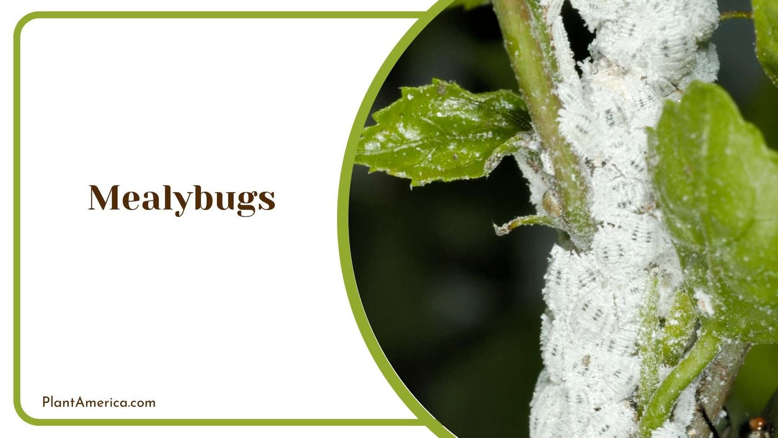 Mealybugs on Peace Lily Plant America