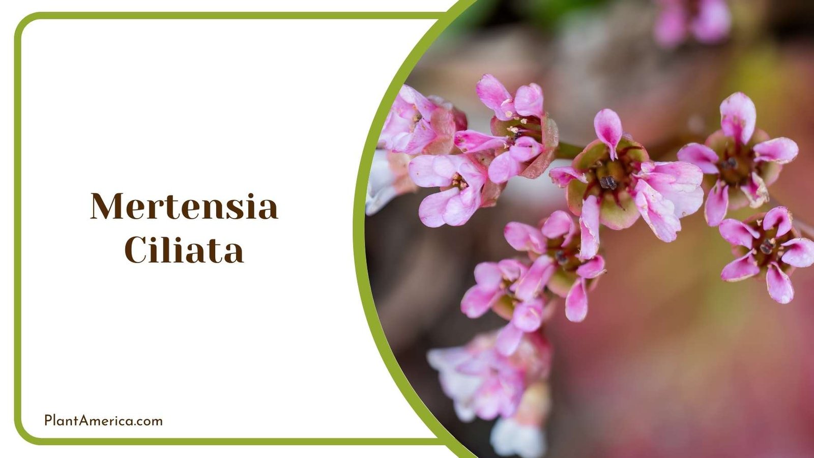Mertensia Ciliata In Land Plant America Mertensia Ciliata In Land Plant America