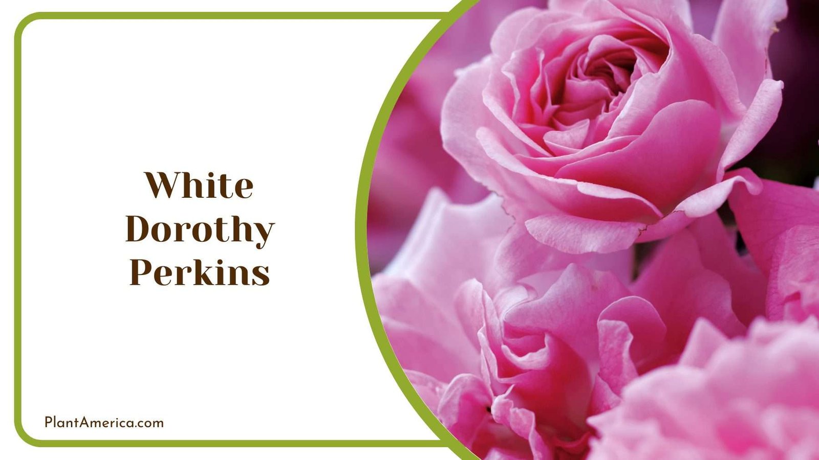 Mighty White Dorothy Perkins Plant America