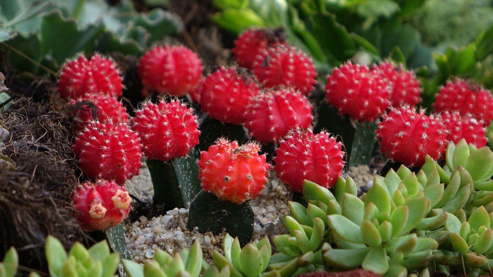 Moon Cactus Light Requirement Plant America