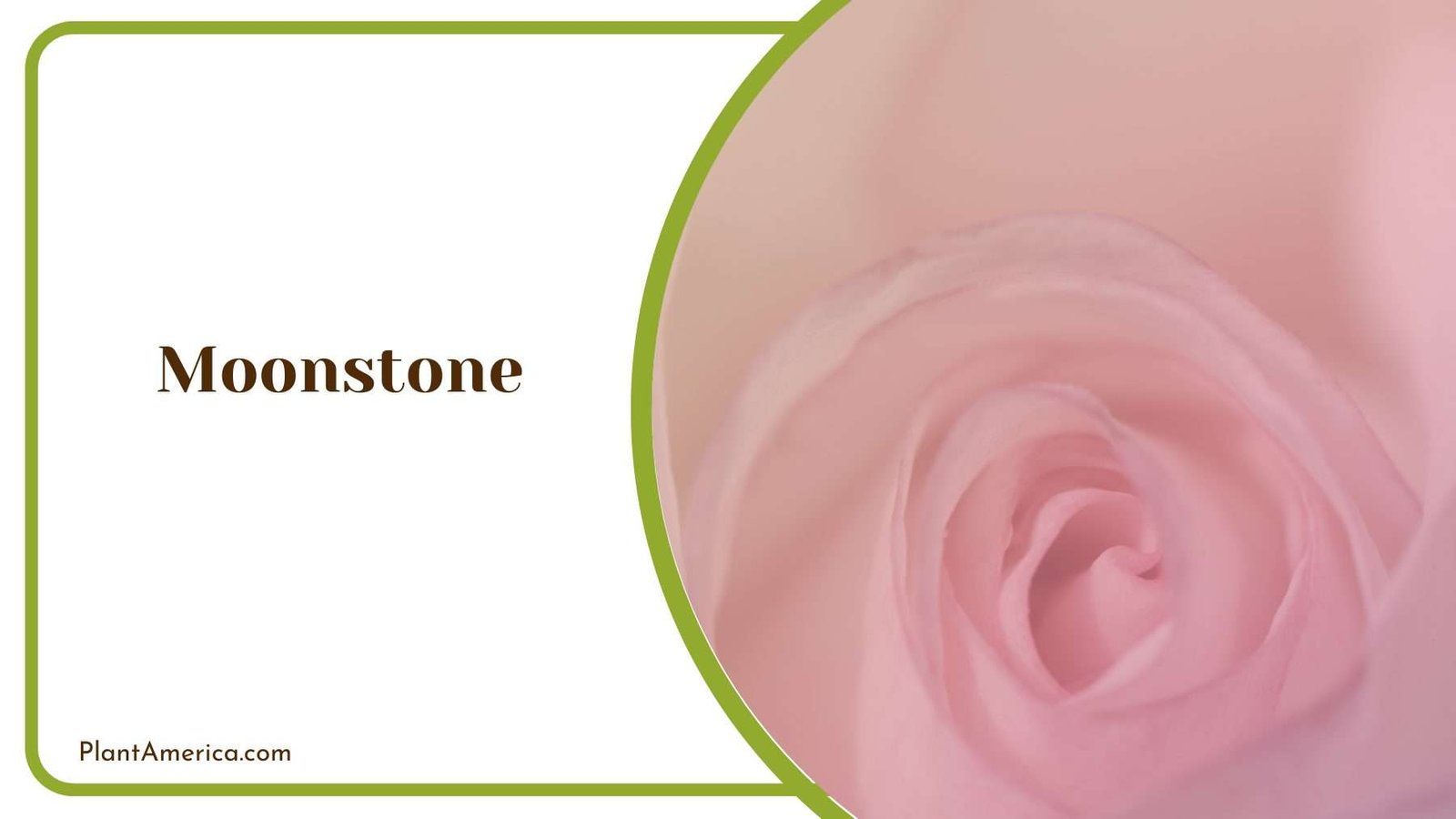 Moonstone Rose Blooming Plant America