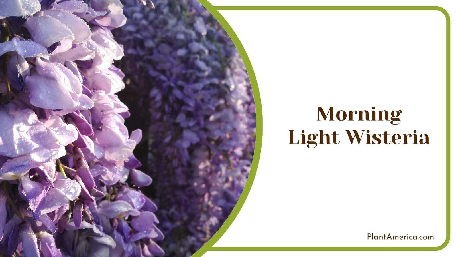 Morning Light Wisteria Plant America