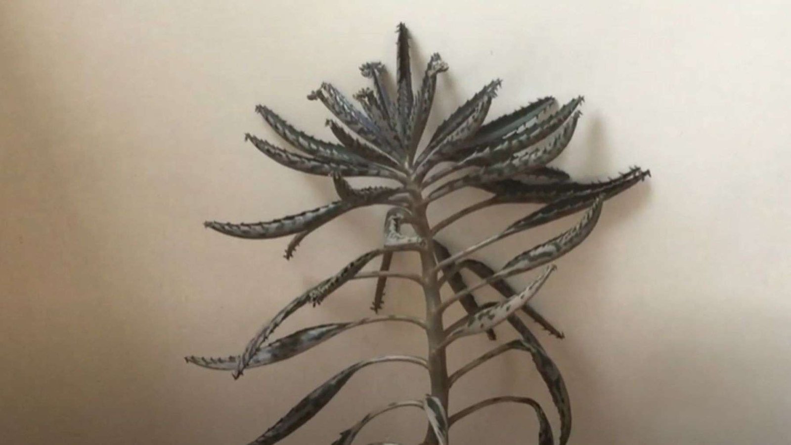 Mother of Hundreds as Indoor Plant Plant America