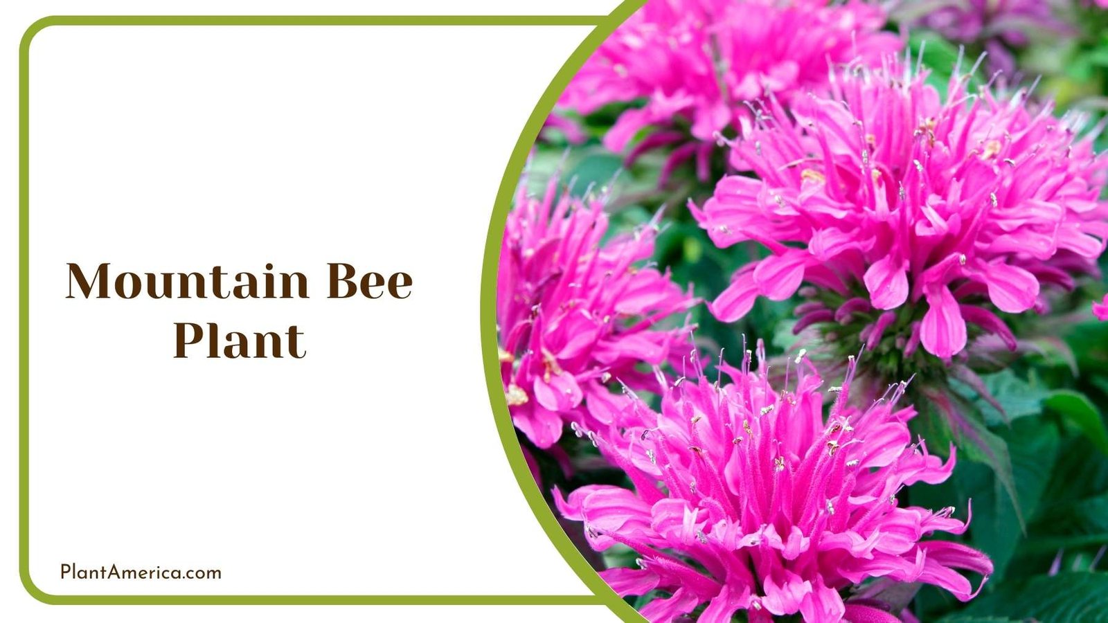 Mountain Bee Plant Plant America Mountain Bee Plant Plant America