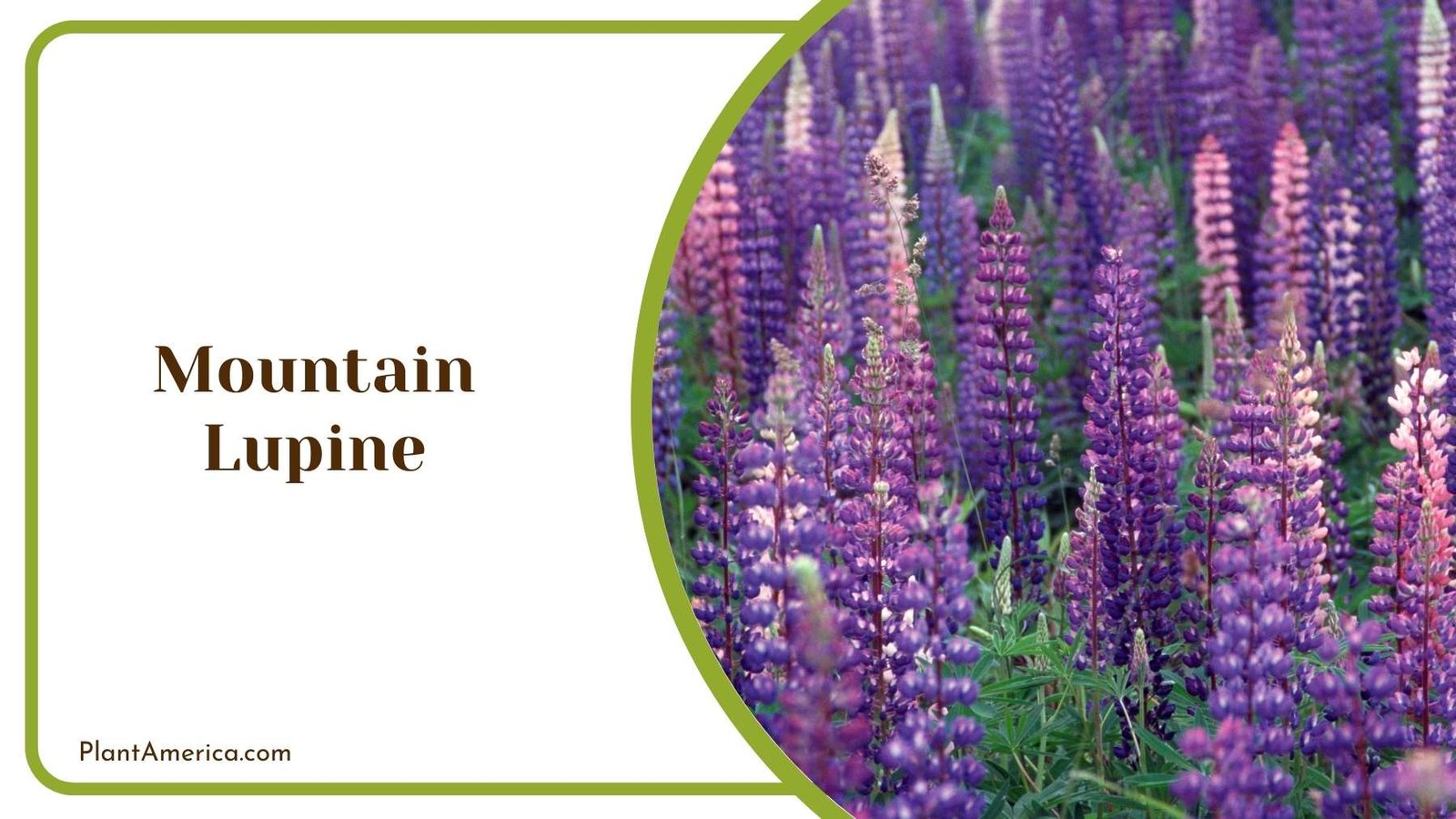 Mountain Lupine Plant America