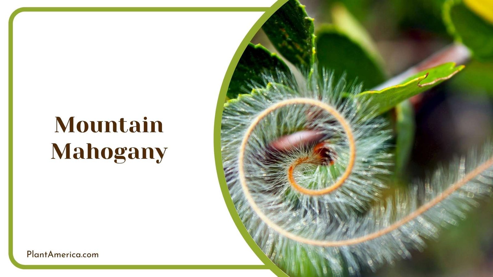 Mountain Mahogany In Nature Plant America Mountain Mahogany In Nature Plant America