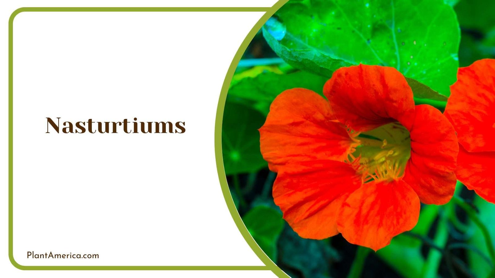 Nasturtiums Plants with Flower Plant America