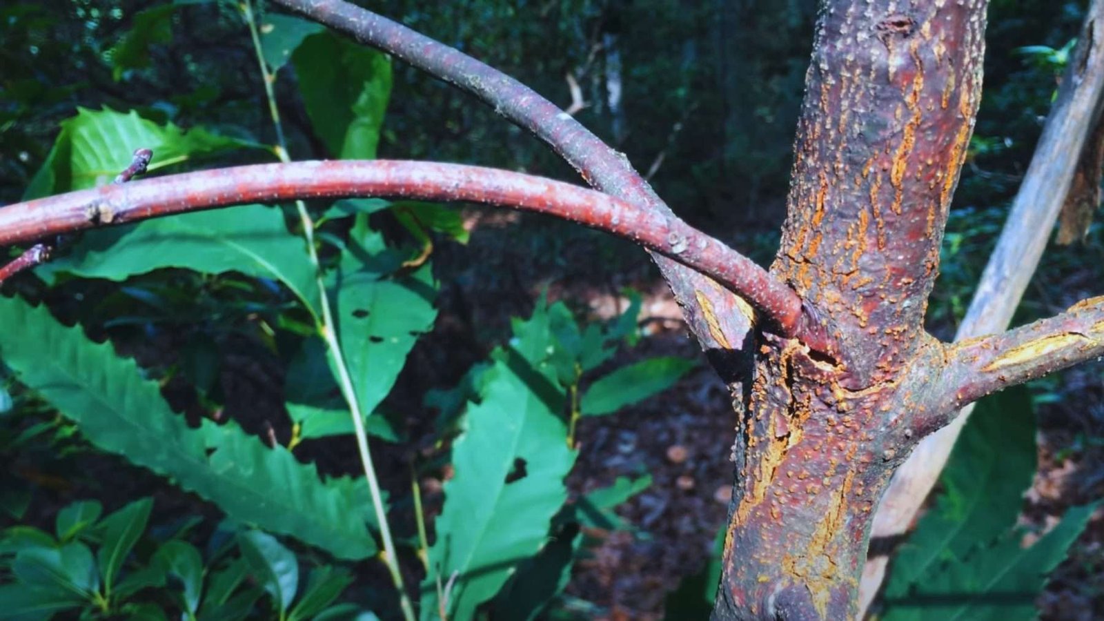 Native American Chestnut Species Plant America