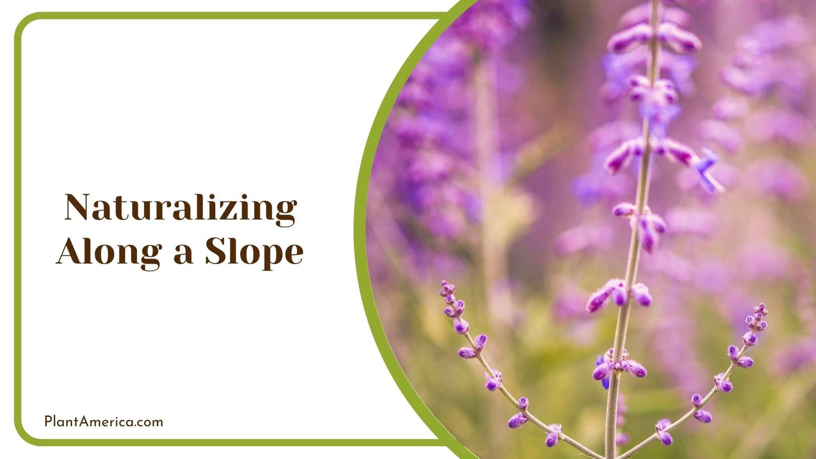 Naturalizing Along a Slope Plant America