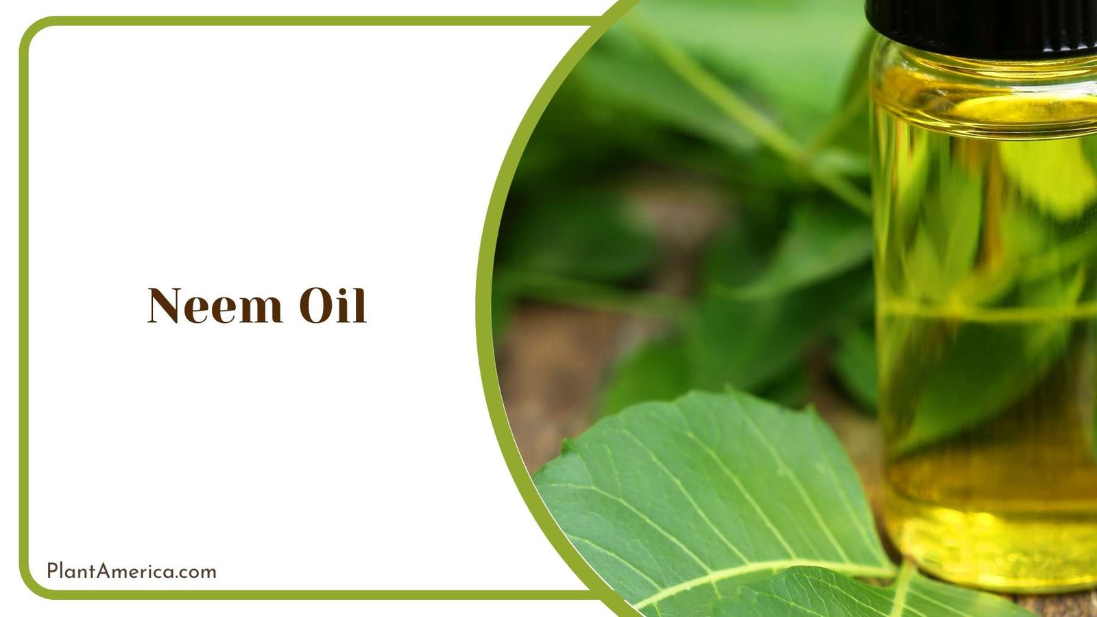 Neem Oil Spray Plant America 1