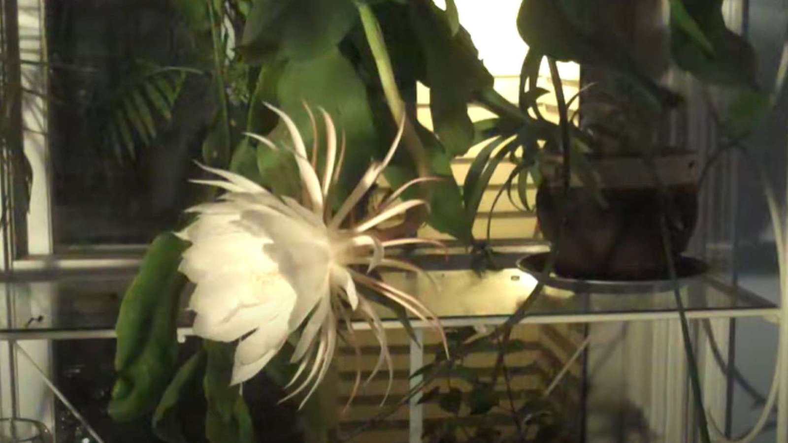 Night Blooming Cereus Blooming in Balcony Plant America