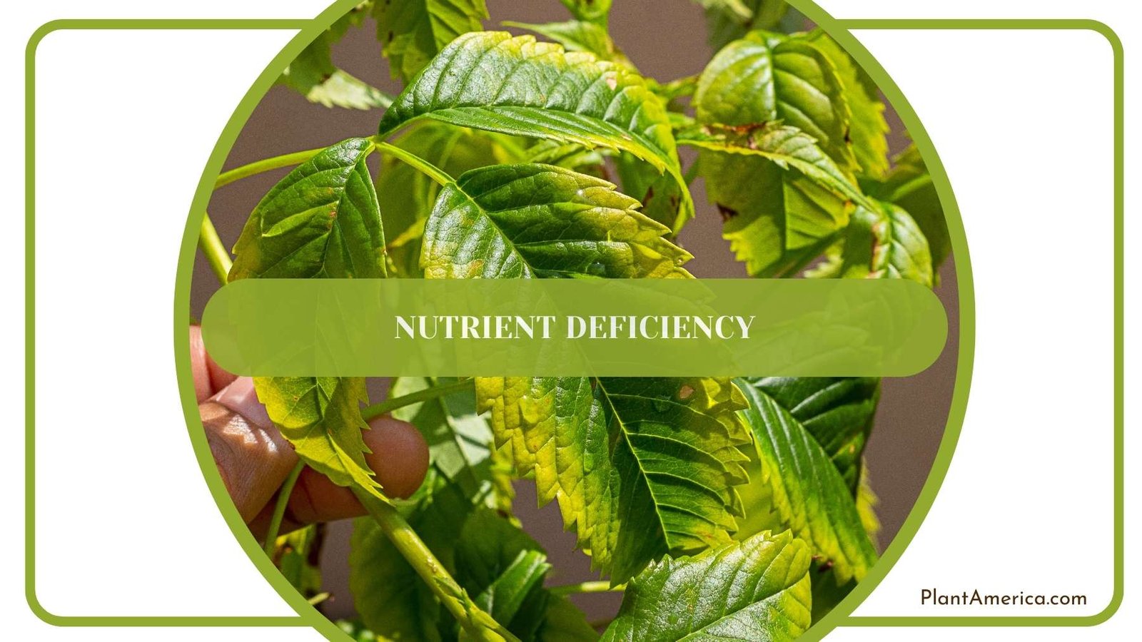 Nutrient Deficiency Plant America