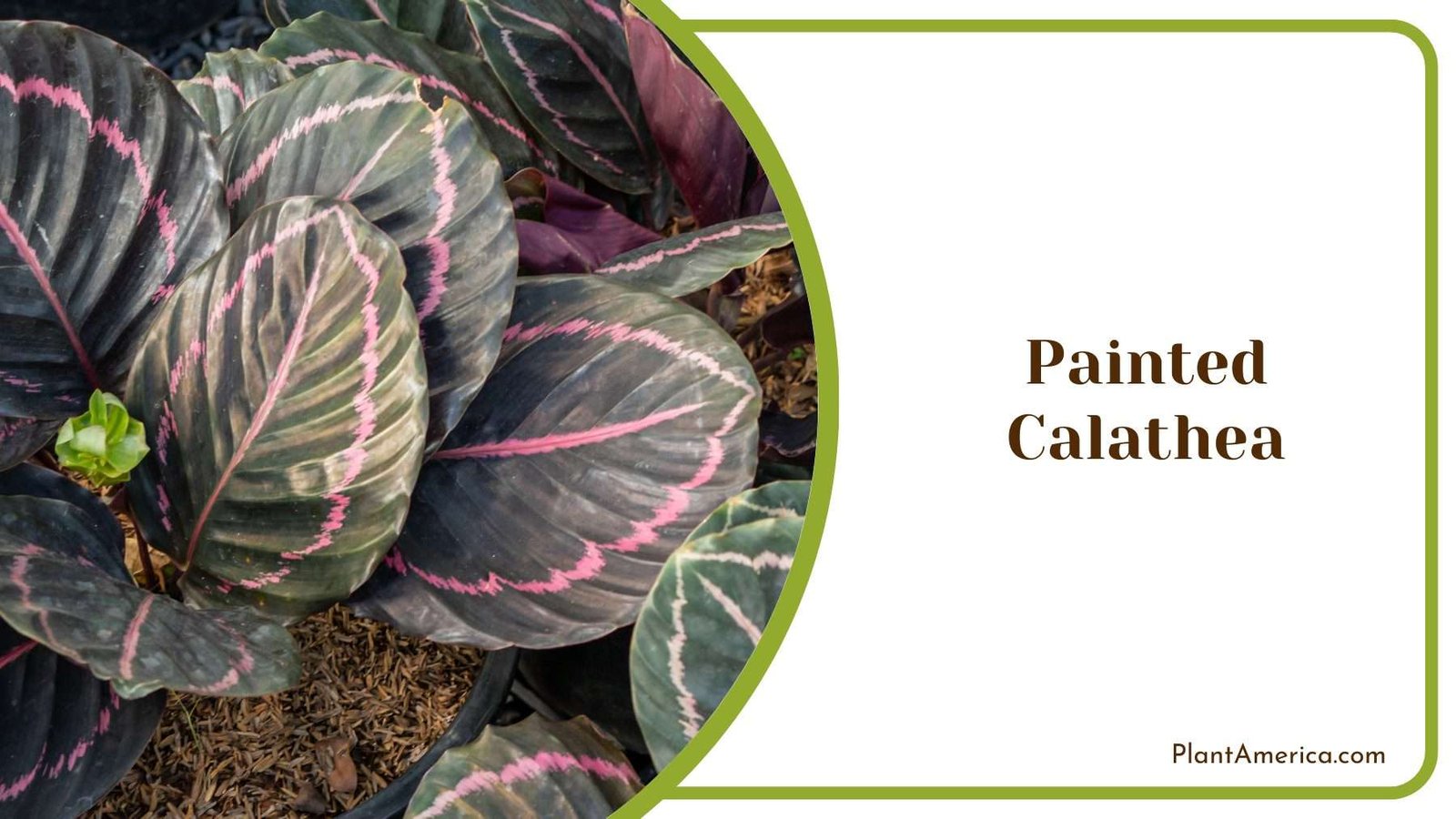 Painted Calathea Plant Plant America
