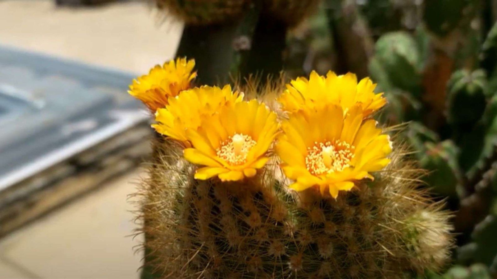 Parodia Cactus Growth Parameters Plant America
