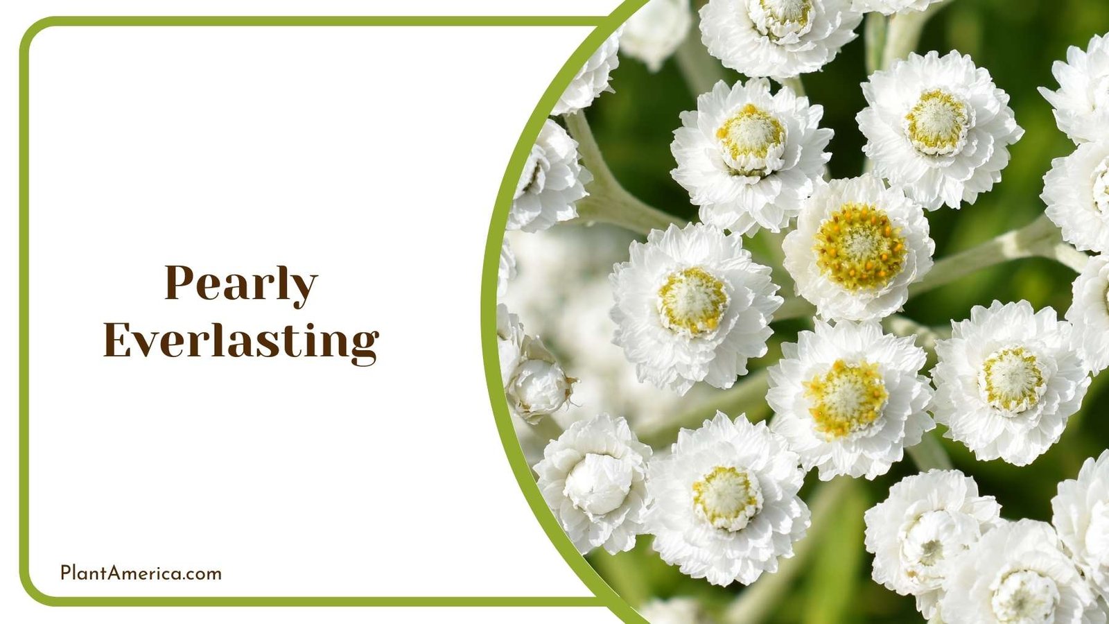 Pearly Everlasting In a Picture Plant America