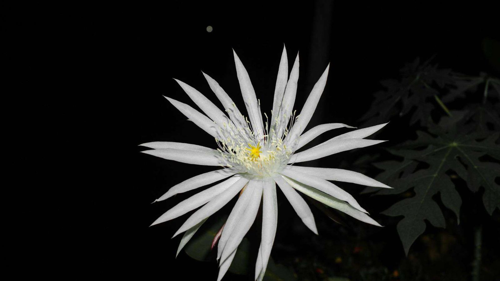 Peniocereus Striatus Common Pests Plant America