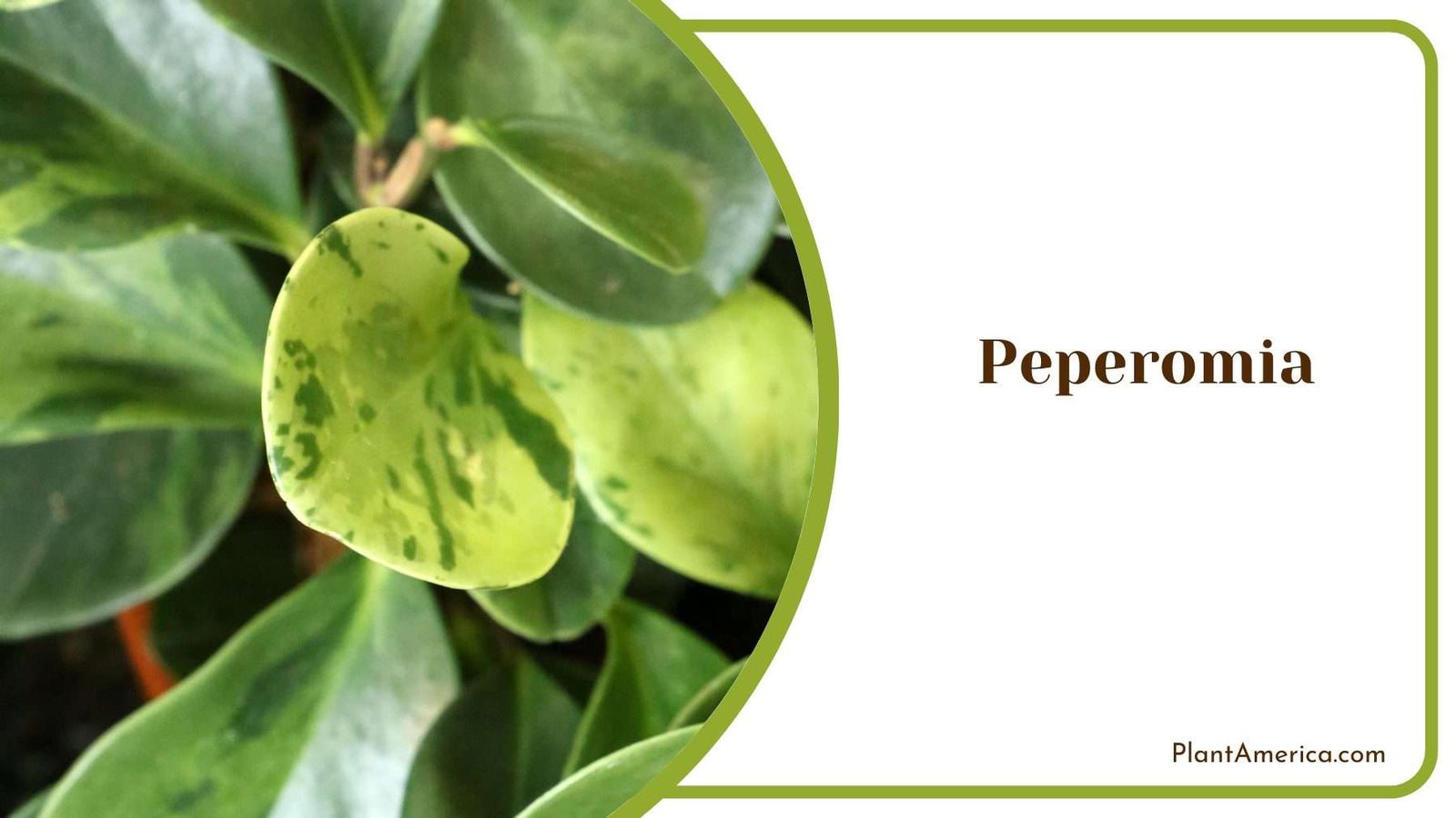 Peperomia Plant Plant America