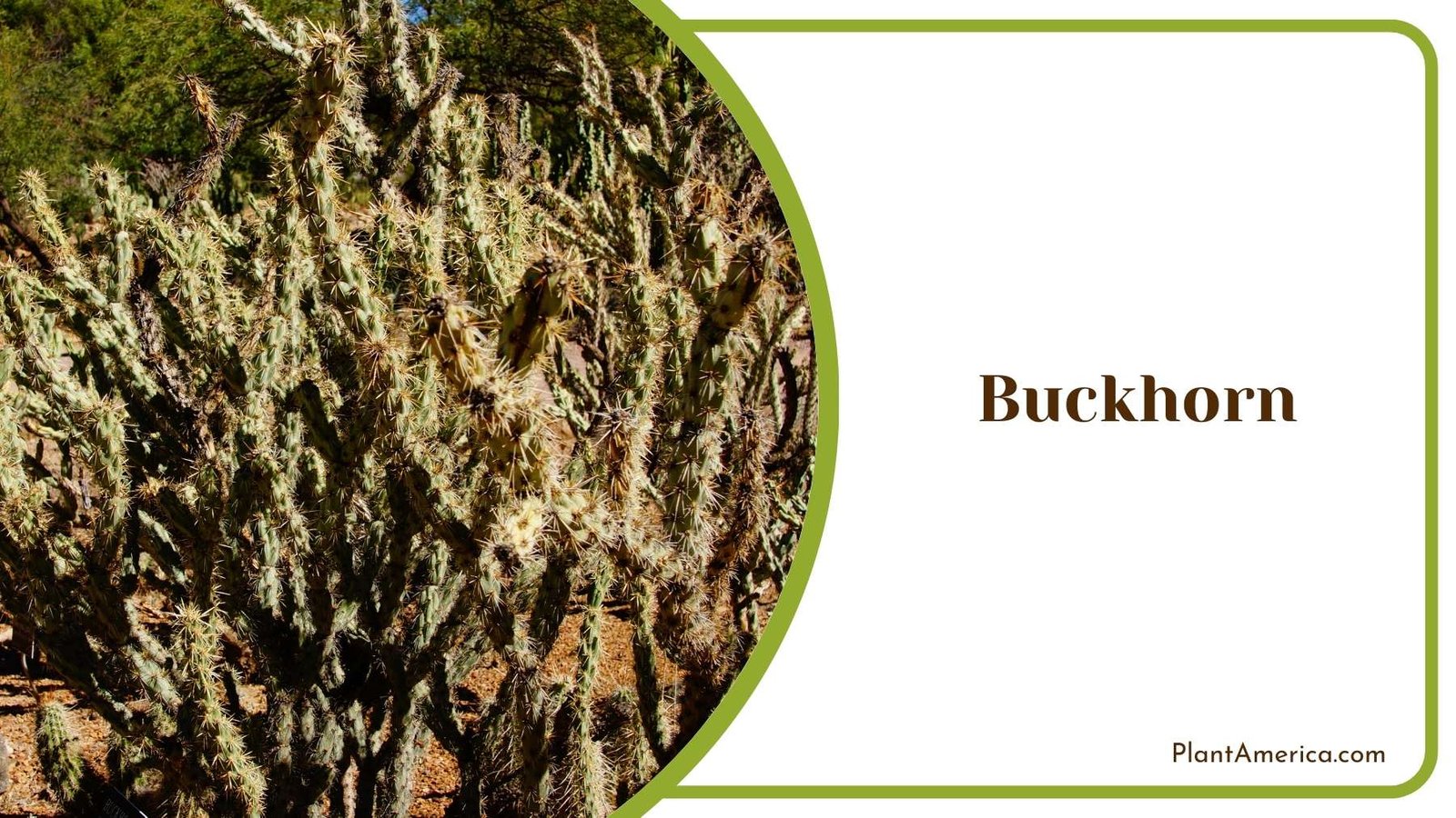Perfect Buckhorn Plant America Perfect Buckhorn Plant America