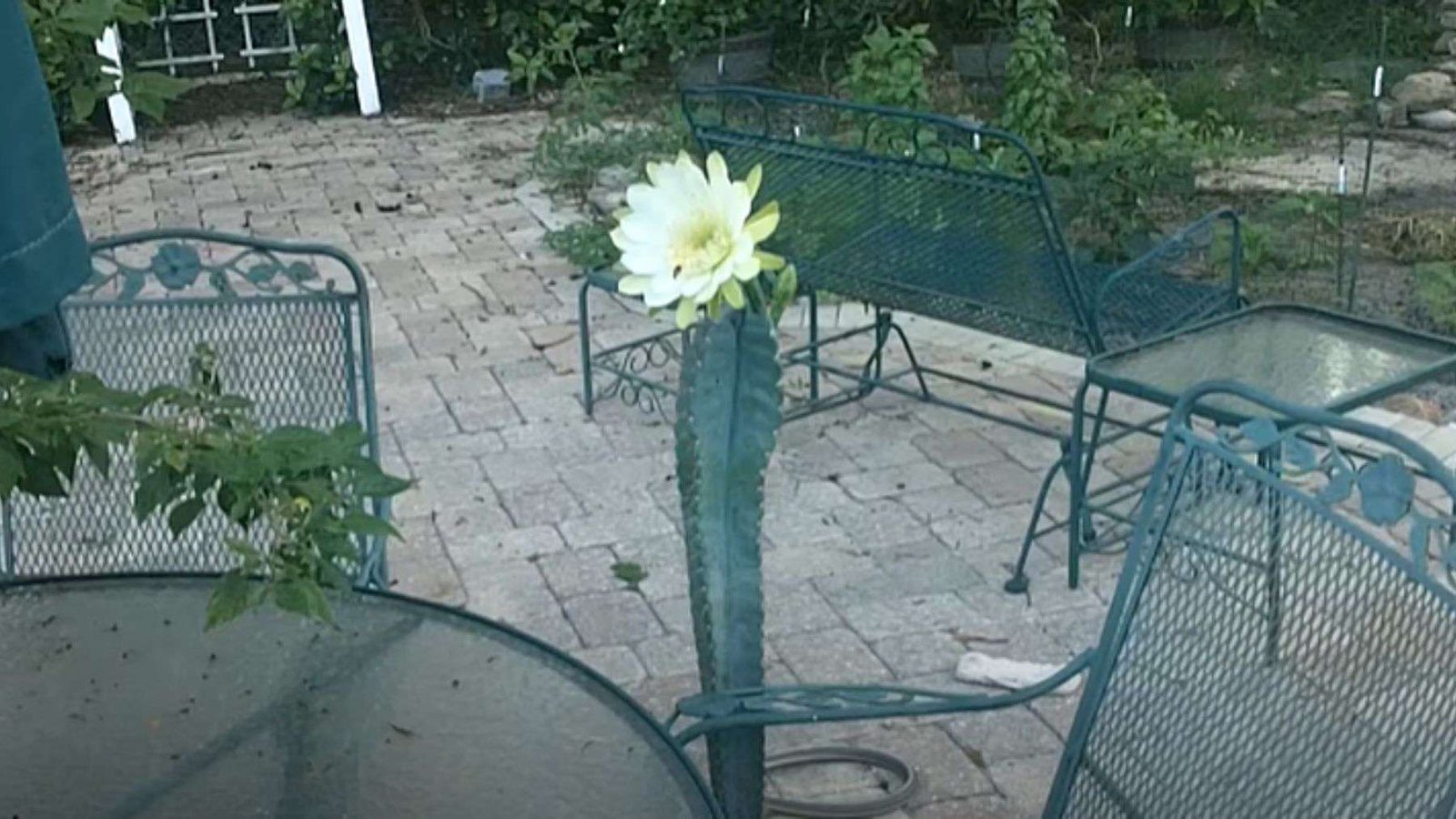 Peruvian Apple Cactus in Lawn Plant America