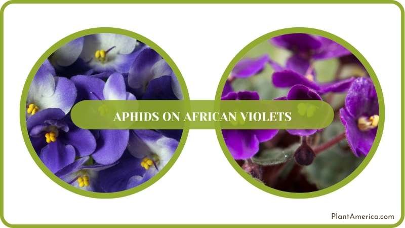Pest Free African Violets Plant America