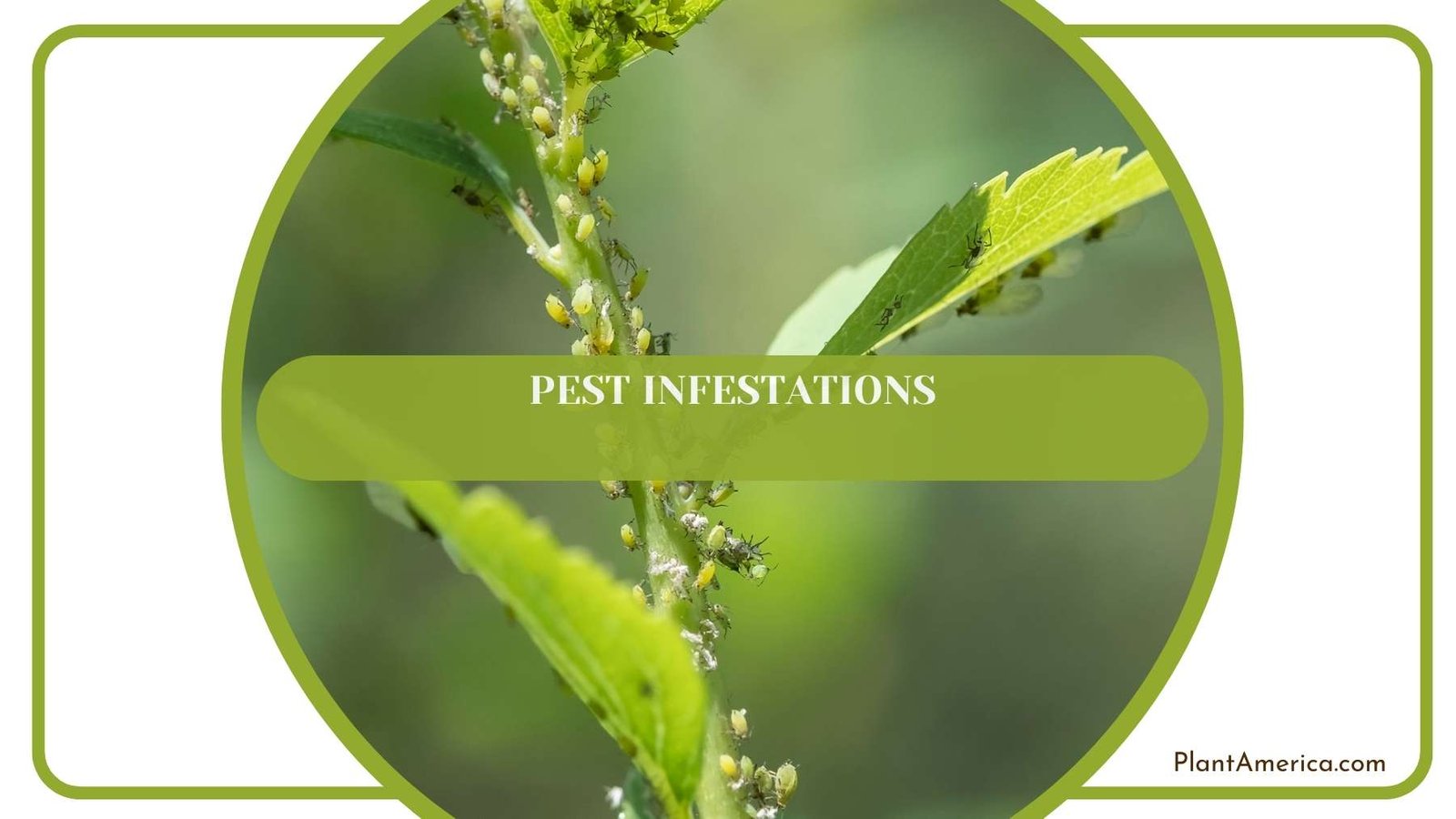 Pest Infestations From Close Shot Plant America