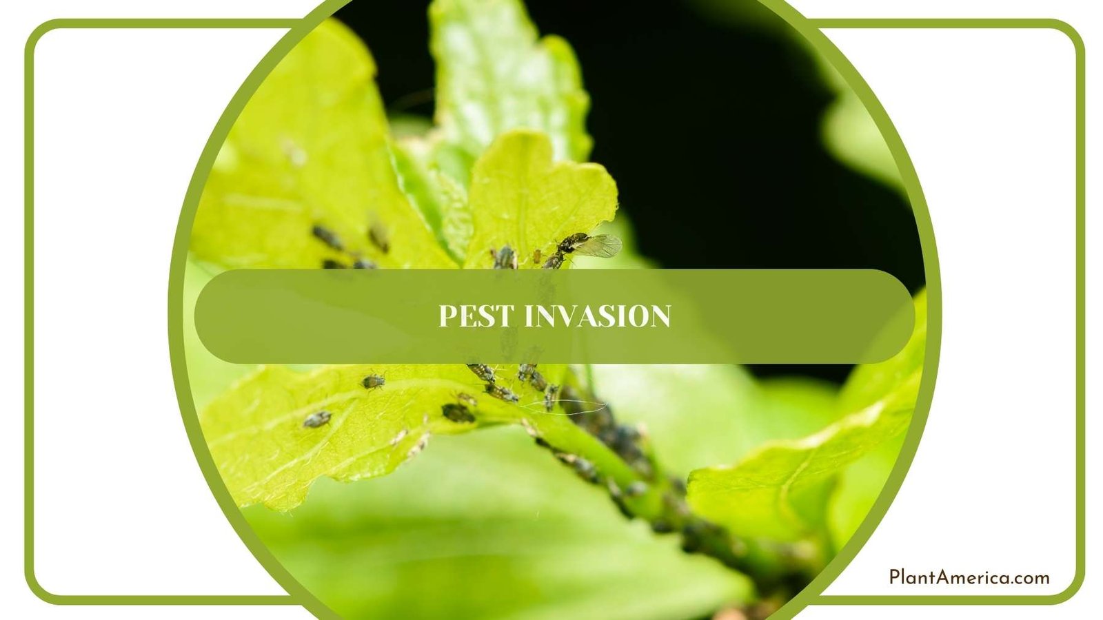 Pest Invasion Closer Shot Plant America Pest Invasion Closer Shot Plant America
