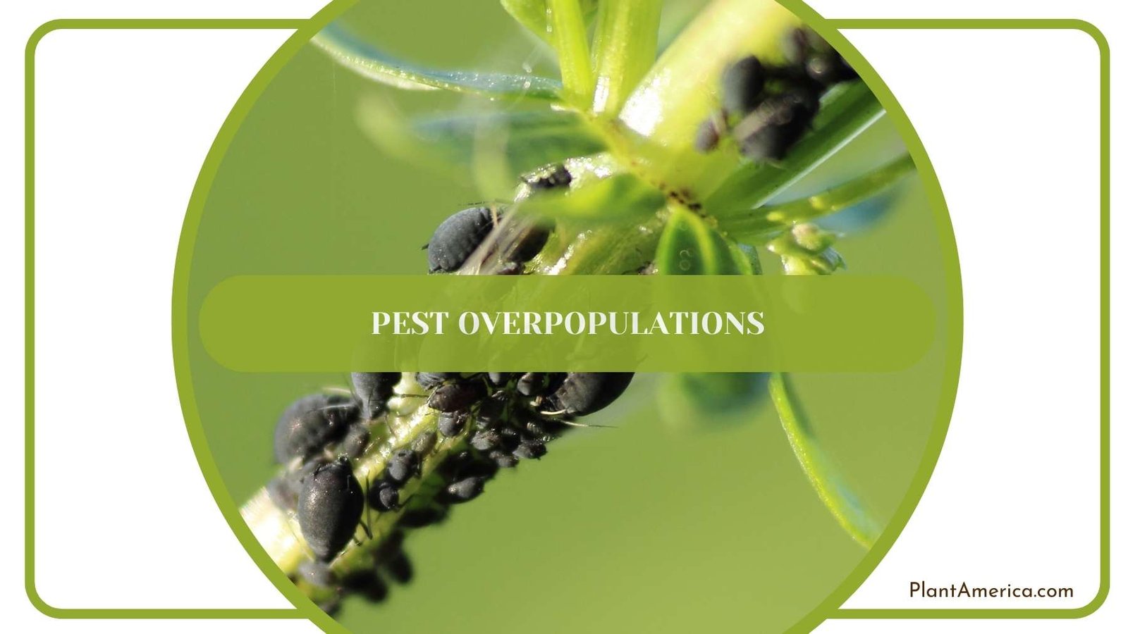 Pest Overpopulations Plant America