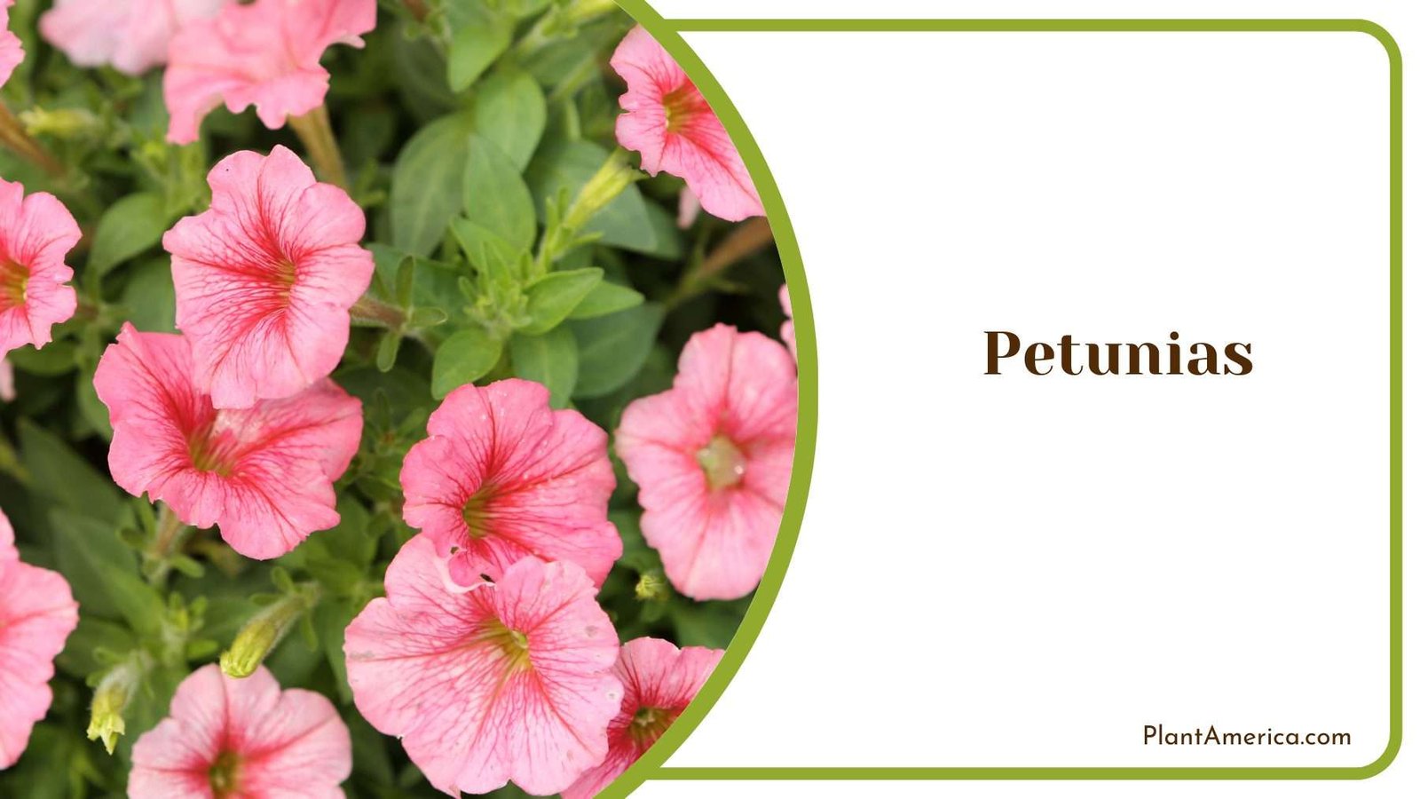 Petunias Blooms in Garden Plant America