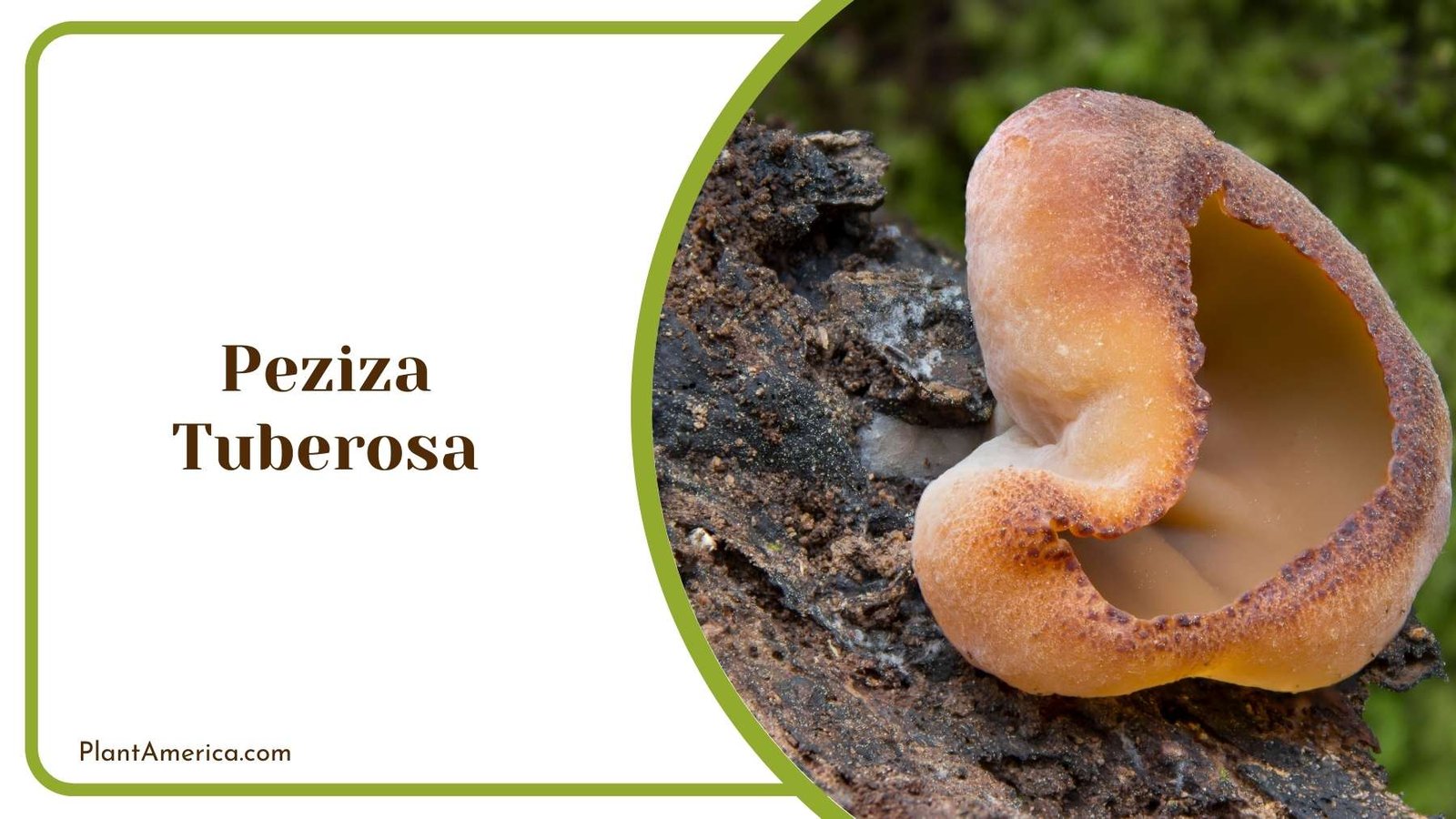 Peziza Tuberosa In Land Plant America