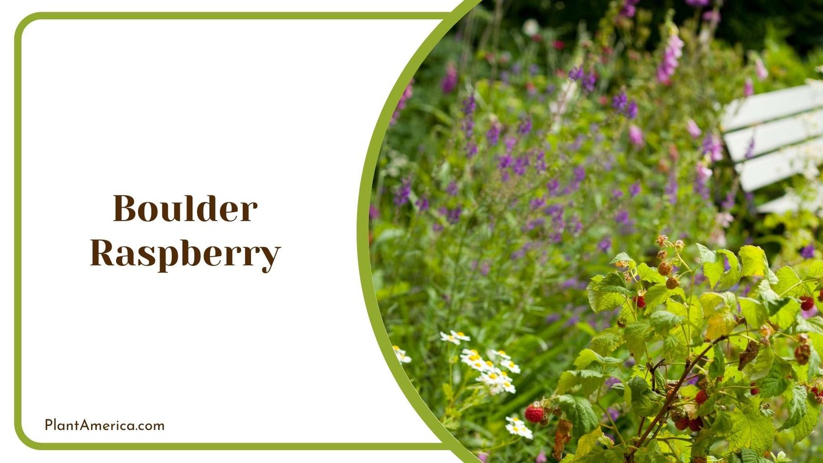 Picture Of Boulder Raspberry Plant America Picture Of Boulder Raspberry Plant America