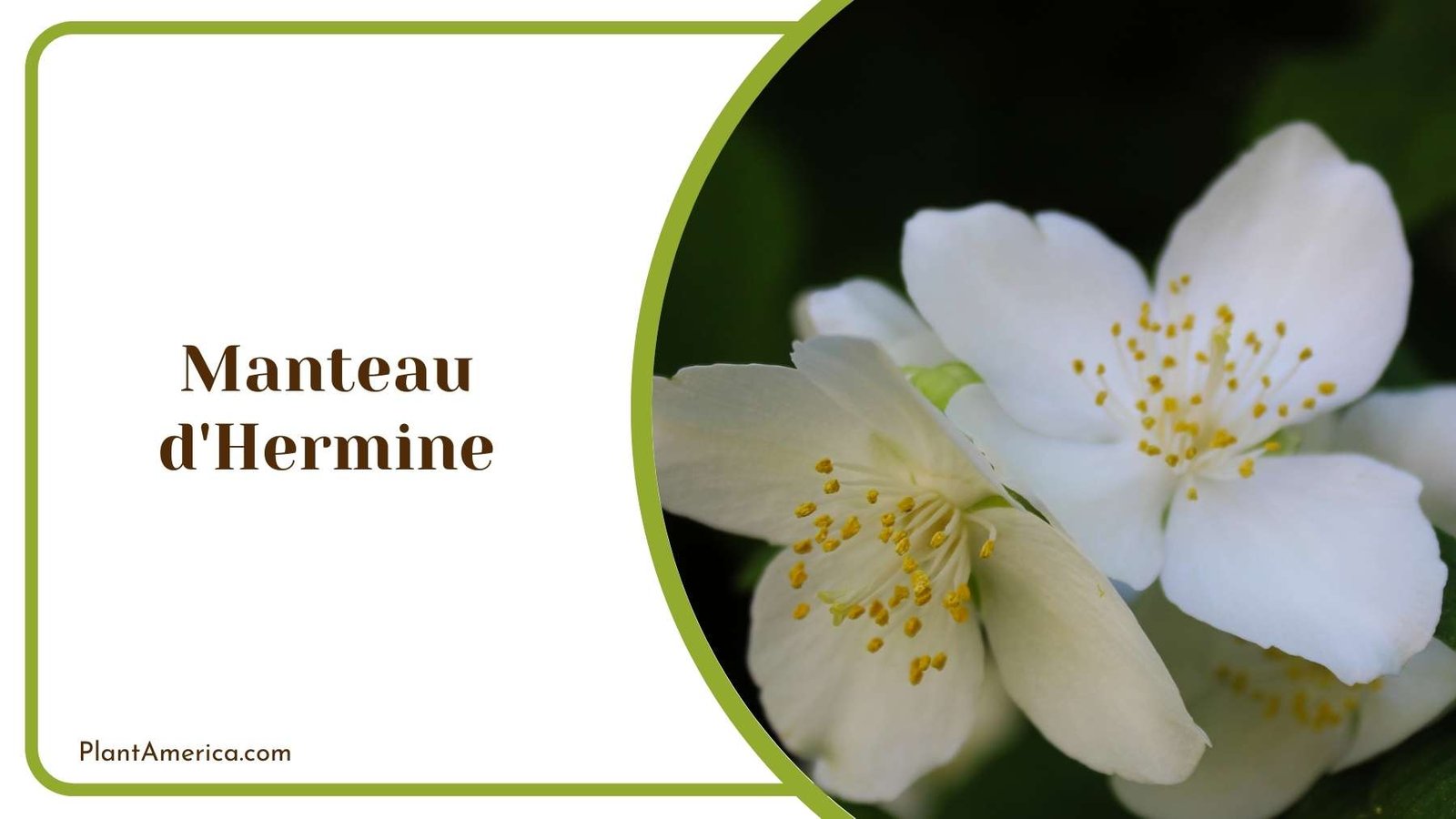 Picture Of Manteau d Hermine Plant America